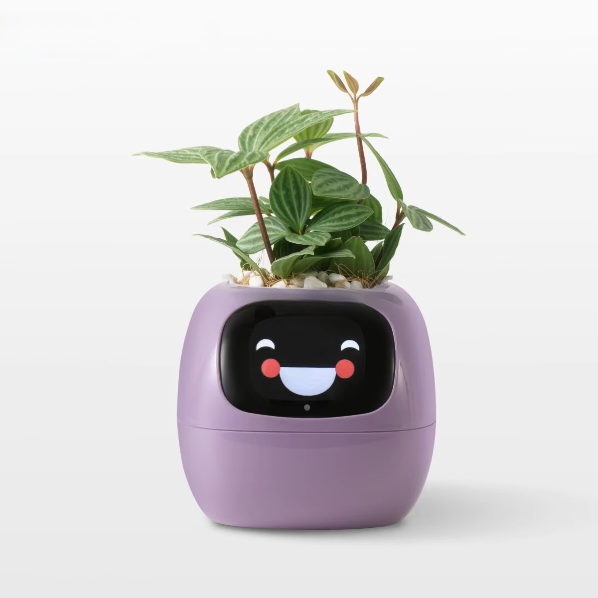 Maceta Inteligente YY Wifi con - Home Decor Ai Free reseña y precio
